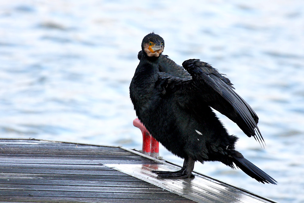 cormorant_2712095613.jpg