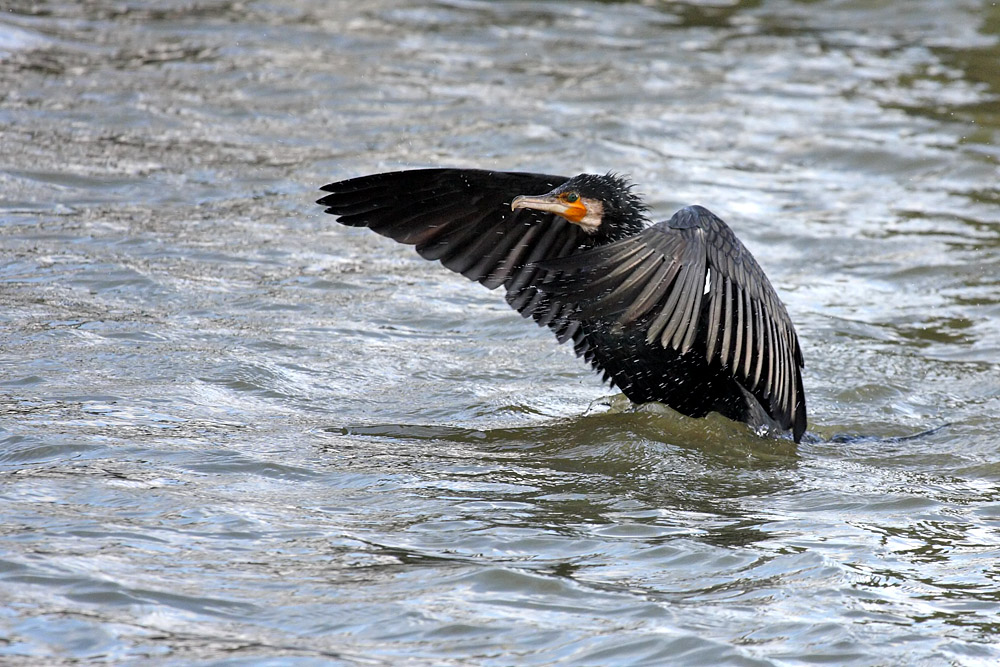 cormorant_2712095626.jpg