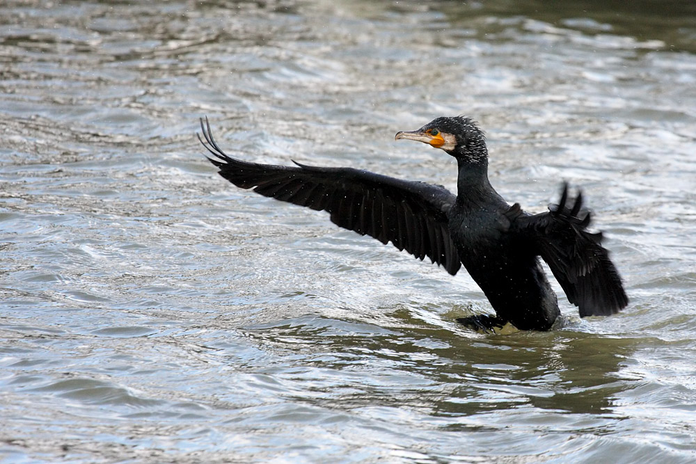 cormorant_2712095629.jpg