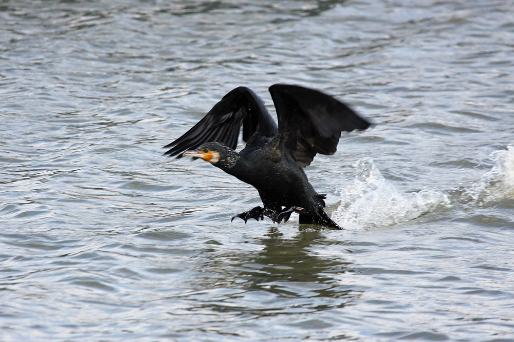 cormorant_2712095636.jpg