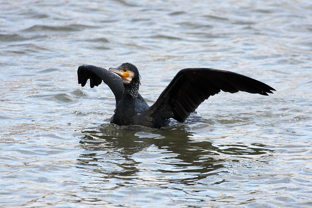 cormorant_2712095646.jpg