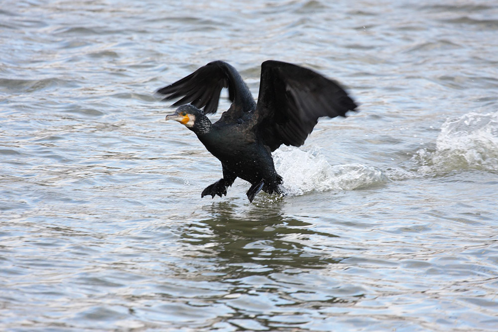 cormorant_2712095648.jpg