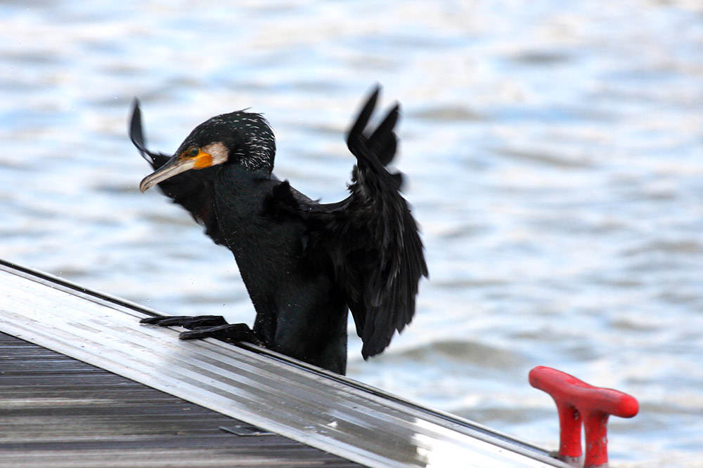 cormorant_2712095668.jpg