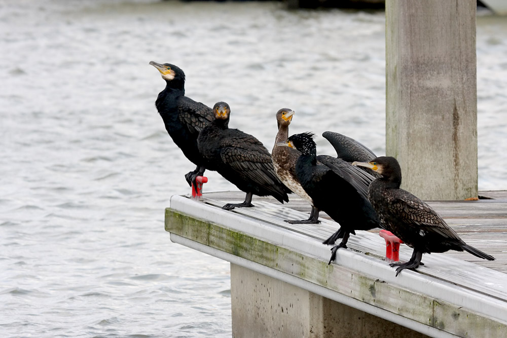 cormorant_2712095735.jpg