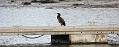 cormorant_2512091489
