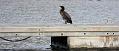cormorant_2512091519