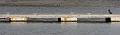 cormorant_2512091525