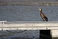 cormorant_2512091556