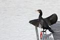 cormorant_2612095784