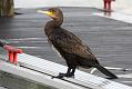cormorant_2612095799