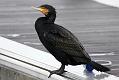 cormorant_2612095817
