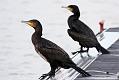 cormorant_2612095834