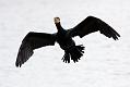 cormorant_2612095847