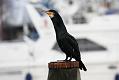 cormorant_2612095853