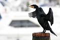 cormorant_2612095872