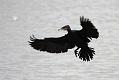 cormorant_2612096056