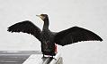 cormorant_2612096087