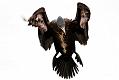 cormorant_2612096111