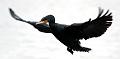 cormorant_2612096121