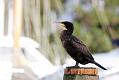 cormorant_2712095485