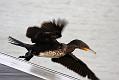 cormorant_2712095517