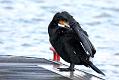 cormorant_2712095611