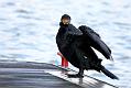 cormorant_2712095613
