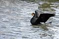 cormorant_2712095622