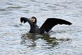 cormorant_2712095646