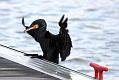 cormorant_2712095668