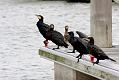 cormorant_2712095735