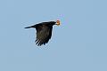 Crow and apple in flight