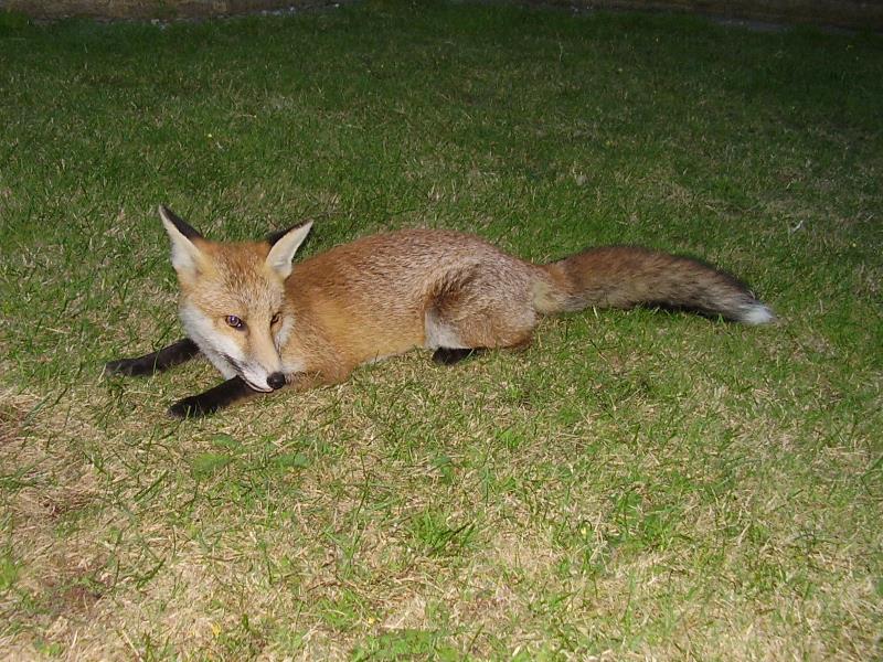 Fox cub on lawn 3