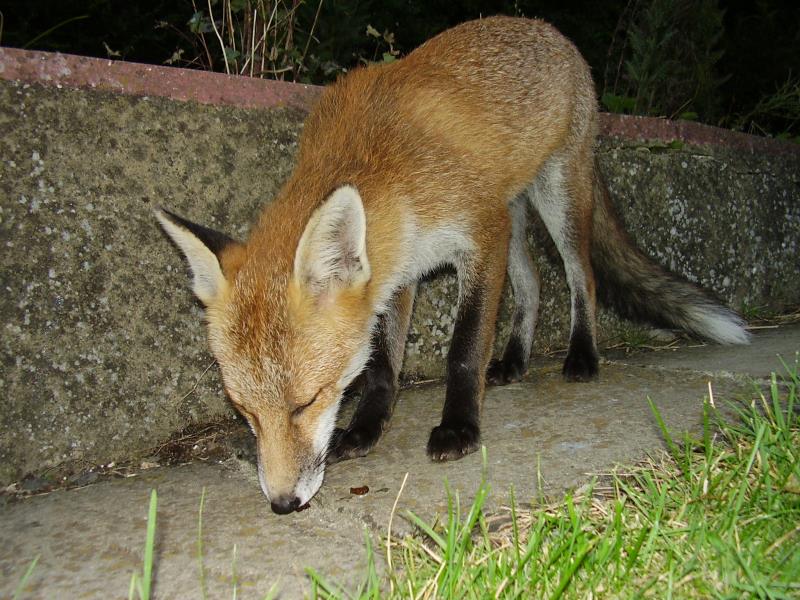 Fox cub snuffling