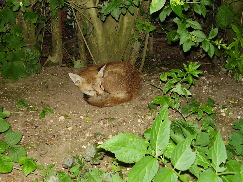 Fox cub sleeping 6