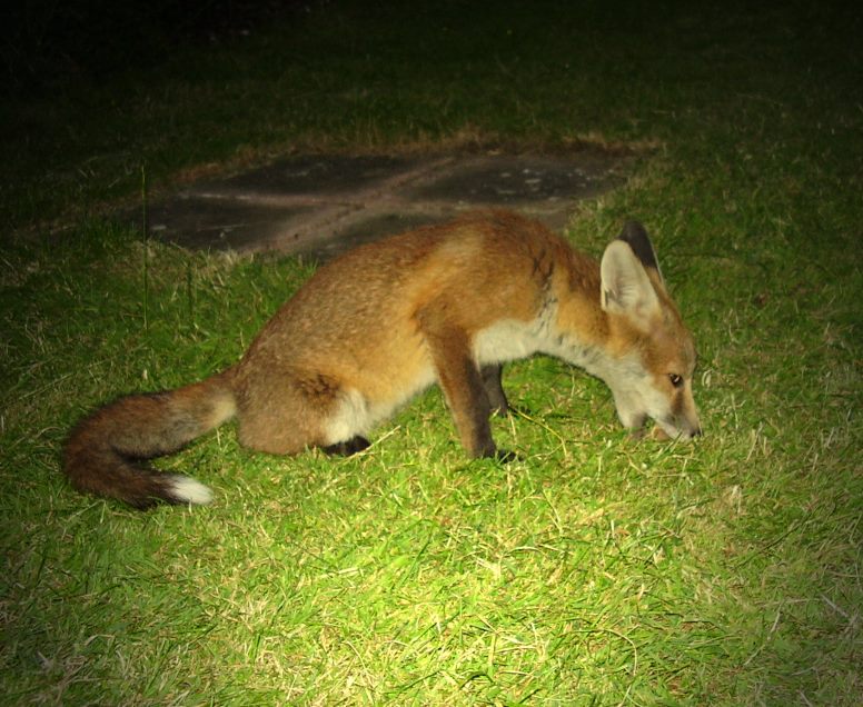 Fox cub playing 2