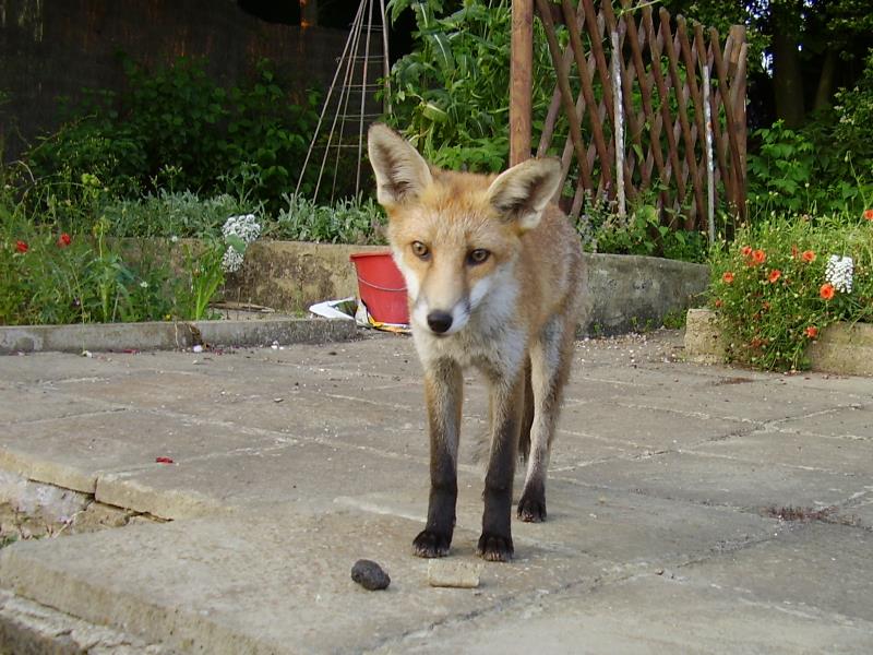 Fox cub
