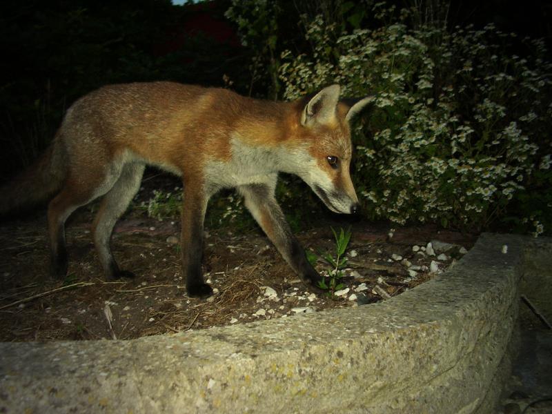 Fox cub stepping