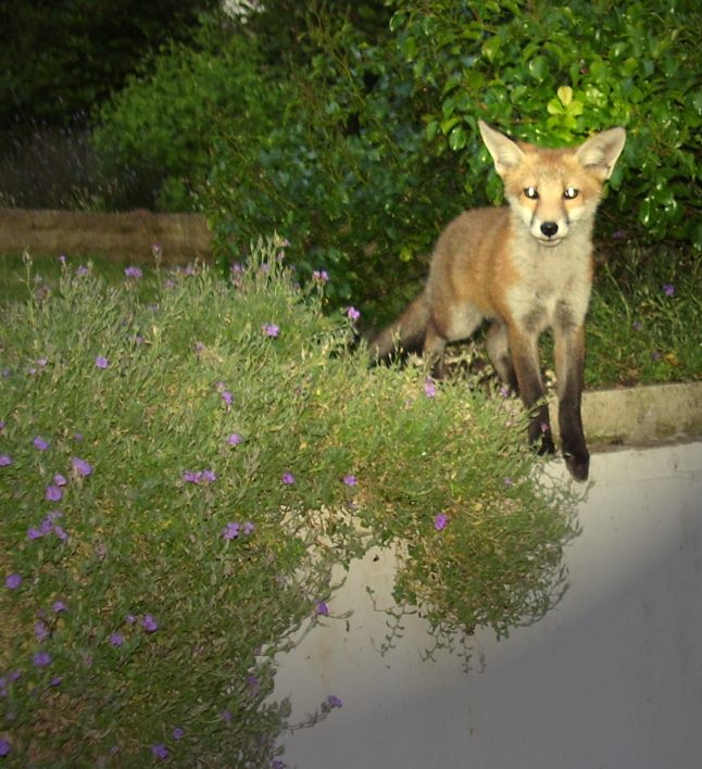 fox cub perched