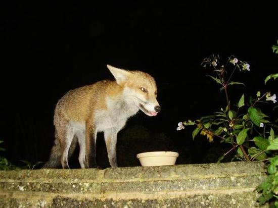 Fox cub Fox cub