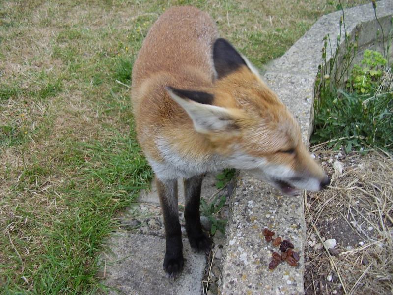 Fox cub eating happily