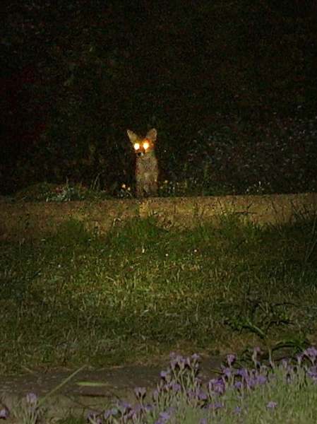 Fox Cub in close-up