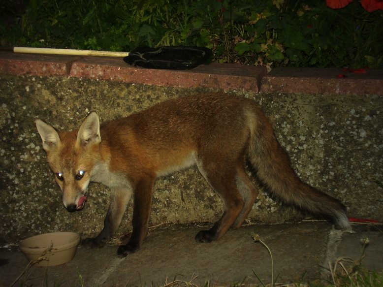 Fox Cub at bowl