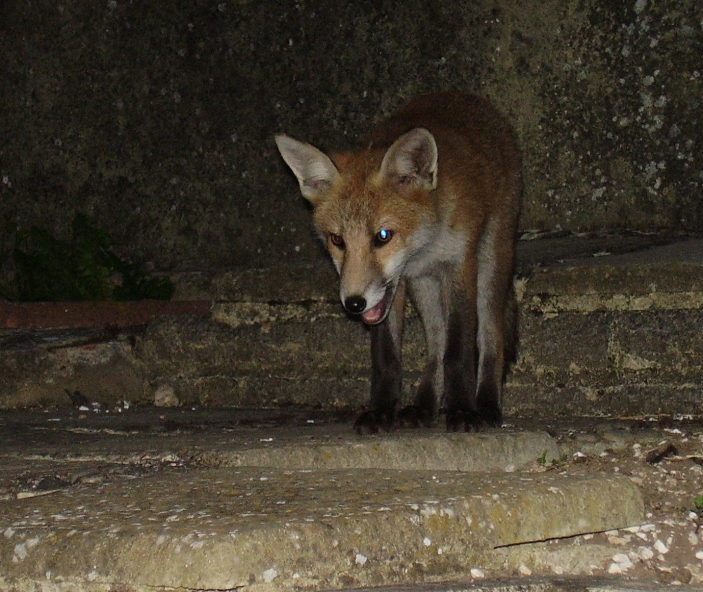 Fox Cub on stone steps
