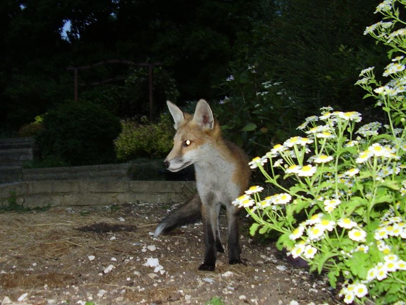 Fox Cub sitting