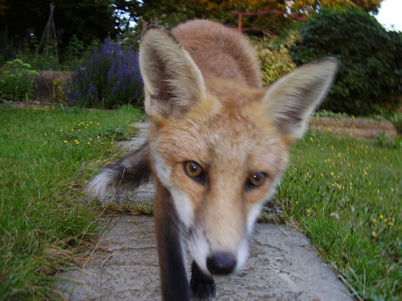Fox cub on path 2