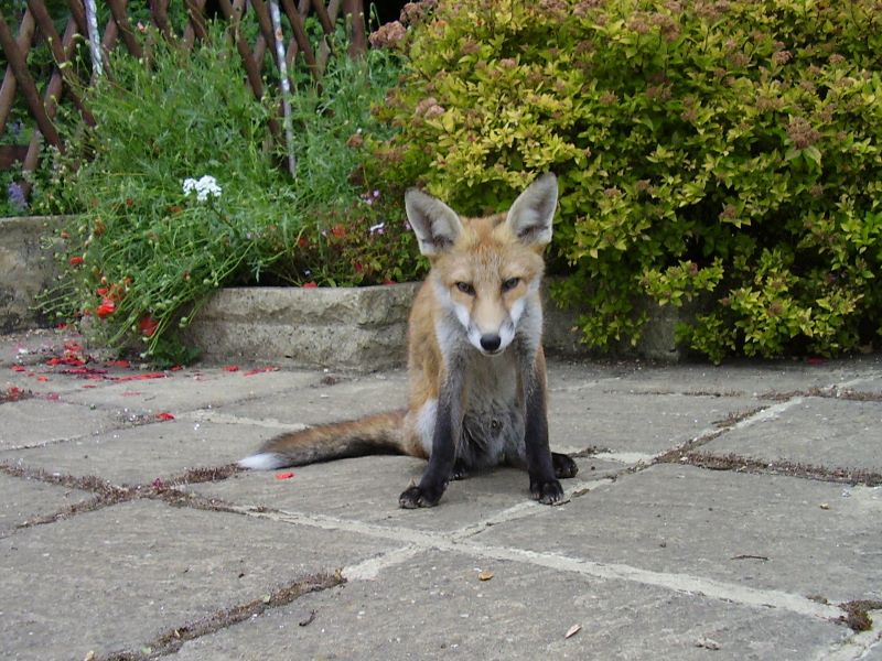 Fox cub sitting 2