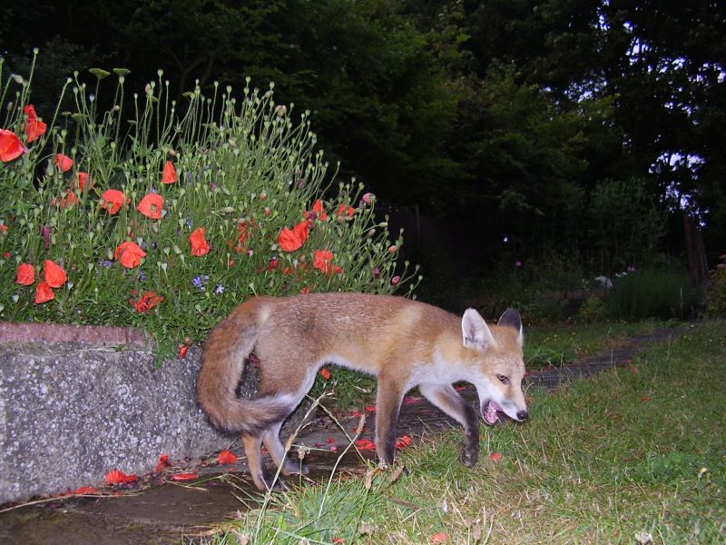 Fox Cub walking