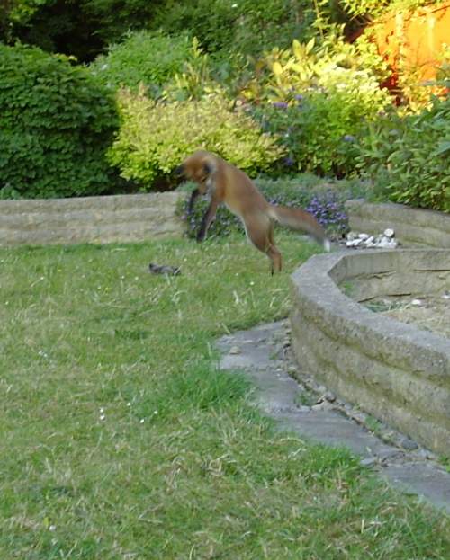 cub leaping