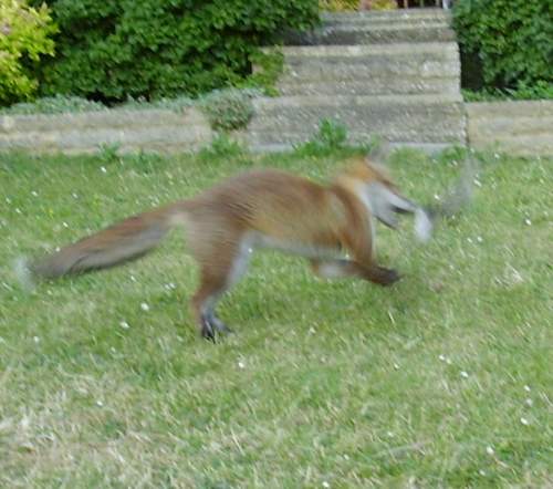 cub leaping